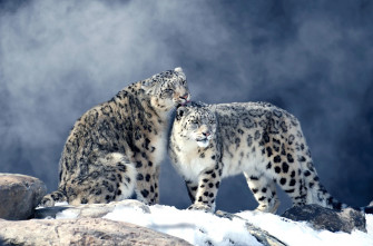 Winter Animal Snow Leopard HD Wallpaper