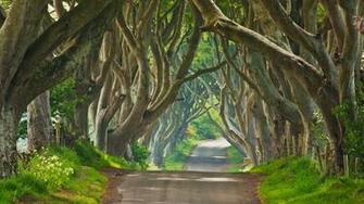 Dark Hedges Bing Wallpaper