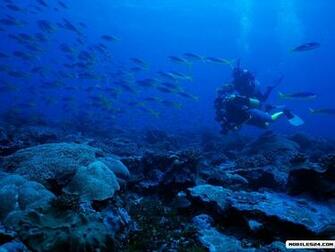 Diving Samsung Galaxy Prevail Wallpaper
