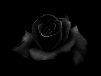 Black Rose Wallpaper HD In Flowers Imageci