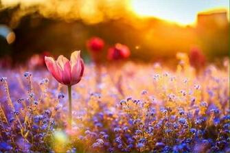 Jeanette On Field Of Tulips At Sunset HD Wallpaper