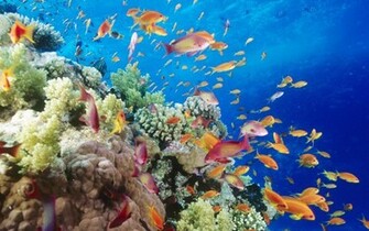 Most Beautiful Ocean Wallpaper
