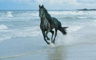 Horse HD Wallpaper Balck Desktop