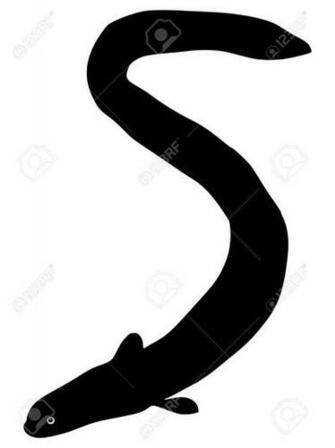 Free download Long Eel On A White Background Stock Photo Picture And ...