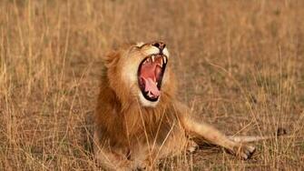 Wallpaper Africa Lion Savannah Animals 4k Ultra