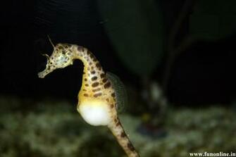 Seahorse Wallpaper Cute Water Creature Seahorses