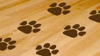 Dog Paws Ideas Print Wallpaper Floor Image Id