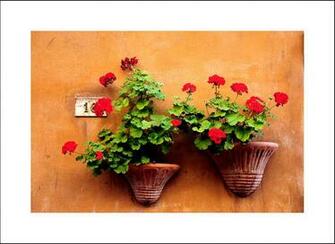 Flower Pots Wallpaper