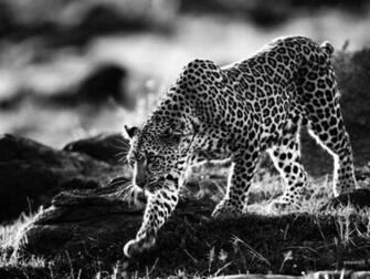 Black And White Cheetah Wallpaper Group