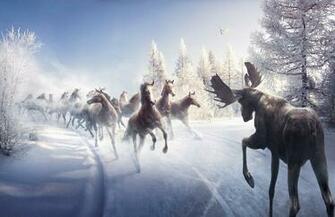 Nature Landscapes Winter Snow Trees Horses Moose Wallpaper Background