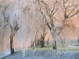 Weeping Willows