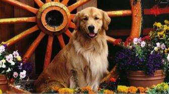 Golden Labrador The Retriever And Mix