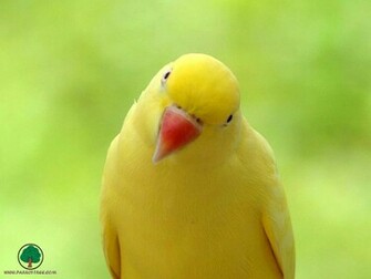 Wallpaper Parrot
