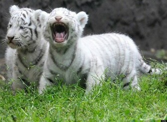 Cute Baby Tiger Cubs HD Wallpaper In Animals Imageci