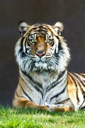 Grass Tiger Wallpaper For iPhone
