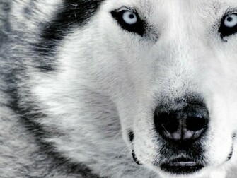 Wallpaper Lobo D Efeitos Design