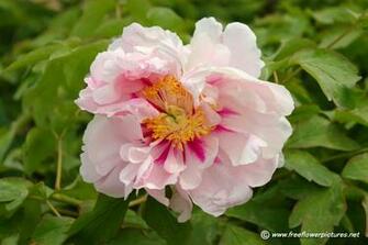 Peony Flower Wallpaper Peonies Flowers