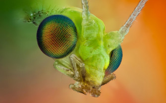 Insects Wallpaper