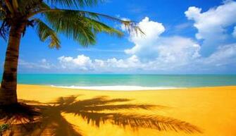 Wallpaper Beach Tree Side Definition HD Ba