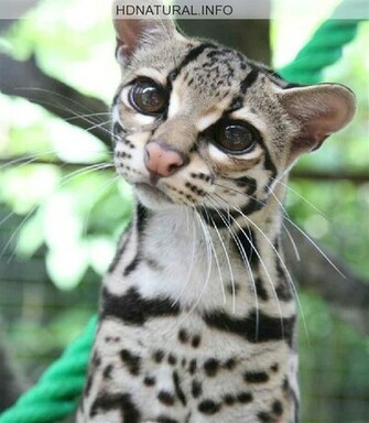 Exotic Animals HD WallpaperHD Wallpaper