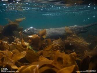 National Geographic Magazine Ngm