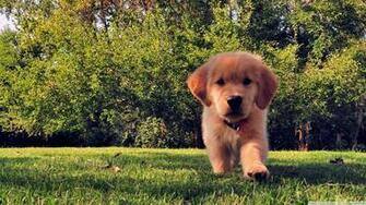 Golden Retriever Wallpaper HD