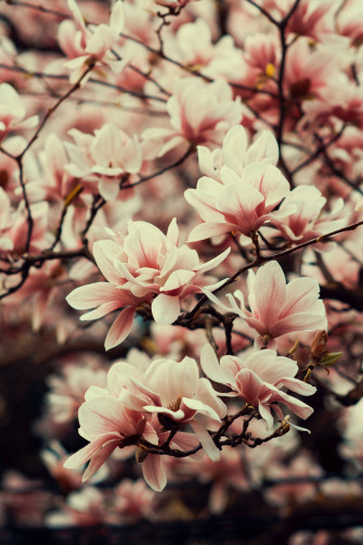 Flower Mobile Wallpaper
