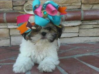 Funny Shih Tzu Cute Puppies Wallpaper And Pictures
