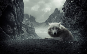 HD Wolf Background Wallpaper