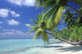 Palm Trees Leaning Over Beach Topwallpaper