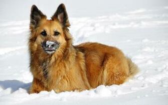 German Shepherd In Snow Wallpaper