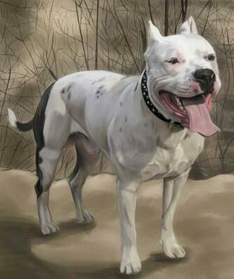 Gothic American Staffordshire Terrier Photo And Wallpaper