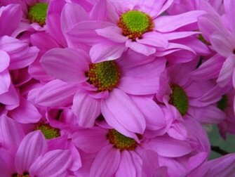 HD Wallpaper For Desktop Pink Daisies