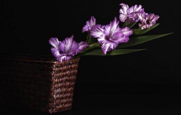 Wallpaper Purple Flowers Black Background Gladiolus Image For