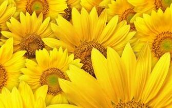 HD Yellow Wallpaper