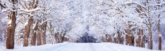 Road Winter Trees Ultra HD Desktop Background Wallpaper For