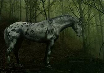 Indian War Horse Wallpaper