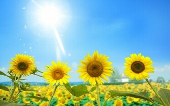 Amazing Sunflowers Wallpaper HD