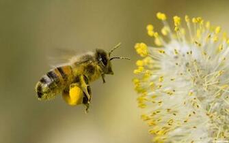 Bee Wallpaper HD