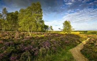 Countryside Wallpaper Park Stream River HD