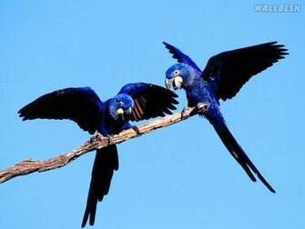 Hyacinth Macaw Pair Wallpaper HD
