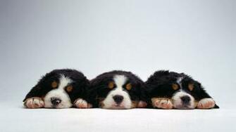Dogs Wallpaper HD Desktop Background