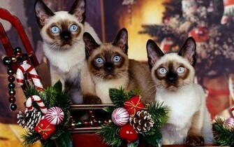 Dog Christmas Wallpaper The Best