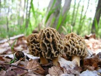 White Morel Mushrooms By Talisman11