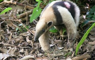 Animals Anteater Wallpaper