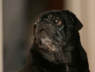 Black Pug In Costume Wallpaper