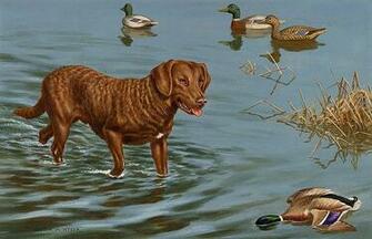 Chesapeake Bay Retriever Wallpaper Wall Mural Self Adhesive