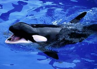 Whales Background Pictures On Animal Picture Society
