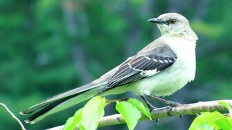 Mockingbird Wallpaper Hq Desktop HD4desktop