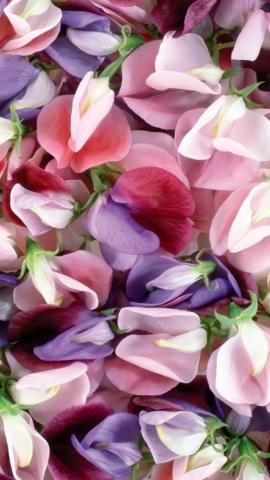 All iPhone Wa On Wallpaper Pink